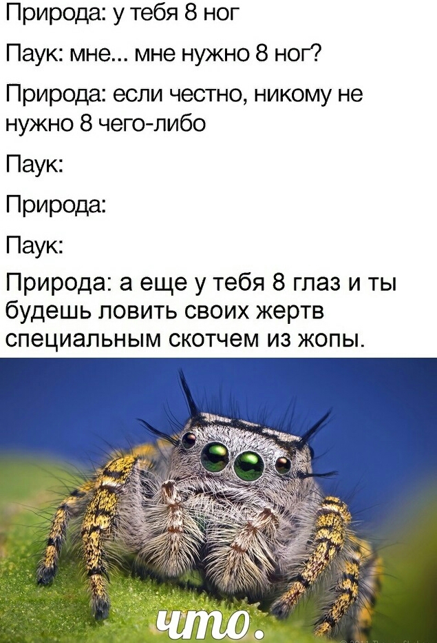 Природа у тебя 8 ног Паук мне мне нужно 8 ног Природа если честно никому не нужно 8 чего либо Паук Природа Паук Природа а еще у тебя 8 глаз и ты будешь ловить своих жертв СПЭЦИЭПЬНЫМ СКОТЧЭМ ИЗ ЖОПЫ