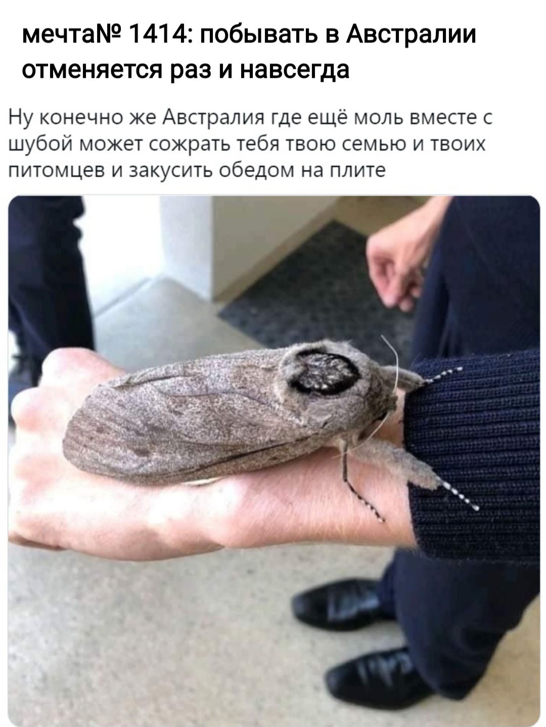 мечта 1414 побывать в Австралии отменяется раз и навсегда Ну конечно же Австралия где ещё моль вместе с шубой может сожрать тебя твою семью и твоих питомцев и закусить обедом на плите