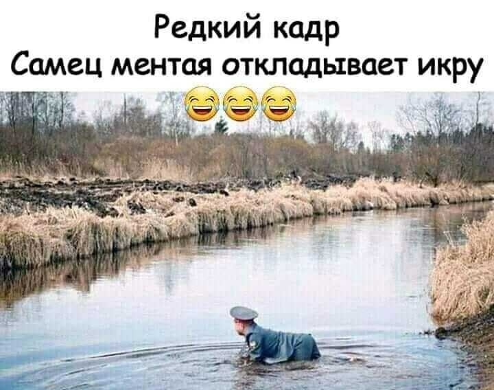 Редкий кадр Самец ментая откладывает икру