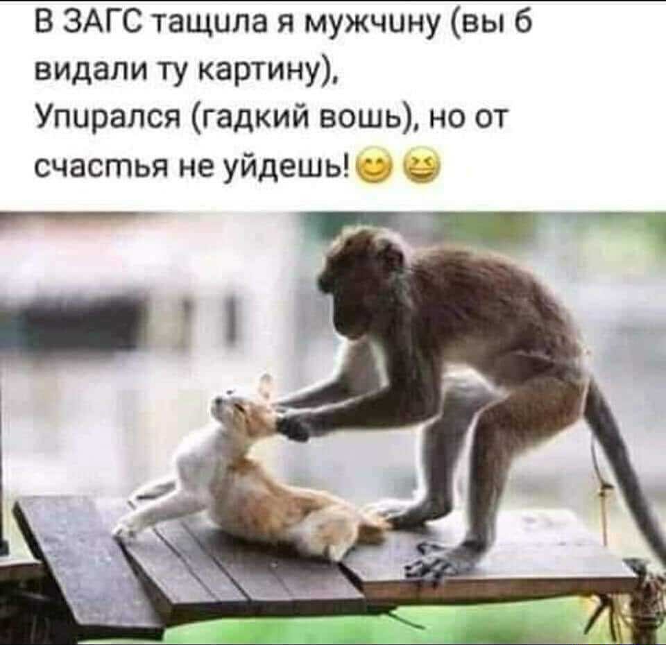 В ЗАГС тащила я мужчину вы 6 видали ту картину Упирался гадкий вошь но от счастья не уйдешь