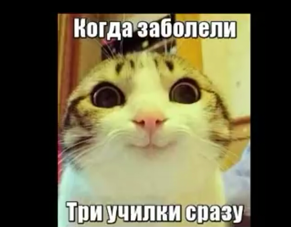 каштан и ТНЦ ШШШШ д