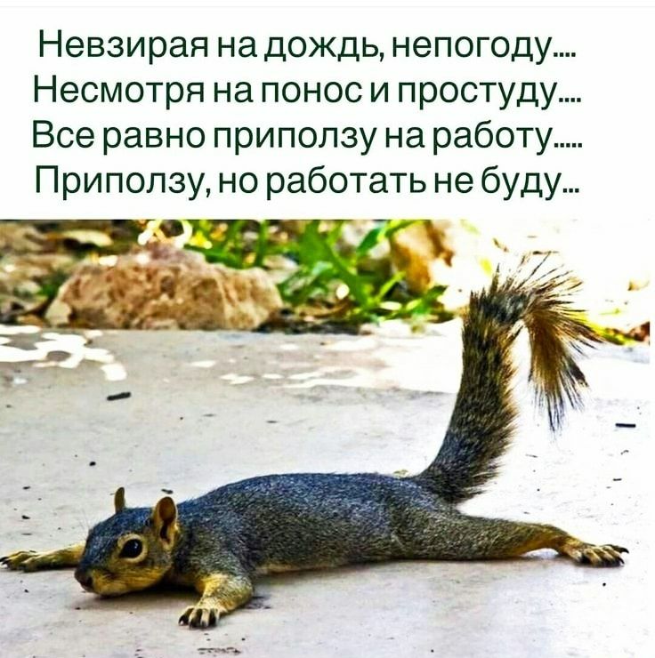 Невзирая на дождь непогоду Несмотря на понос и простуду Все равно припопзу на работу Приползу но работать не буду
