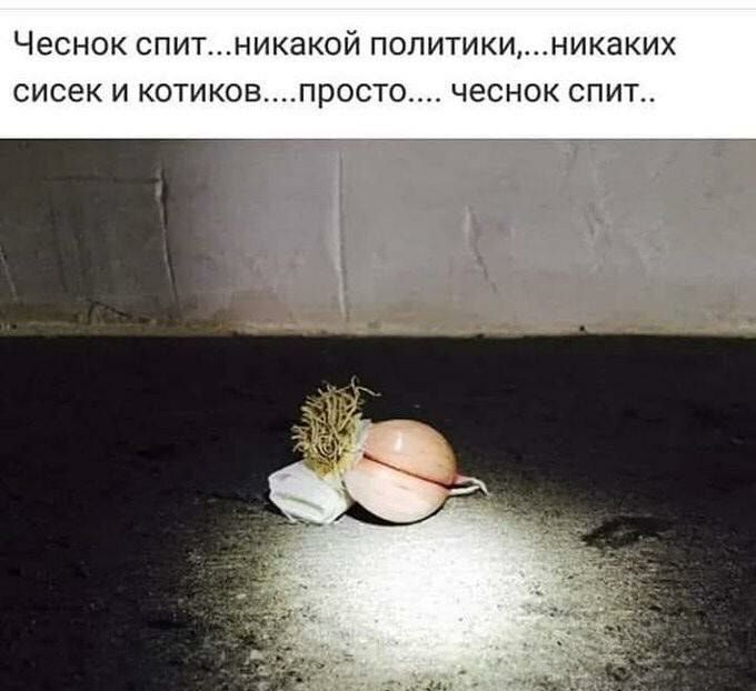 Чеснок СПИТНИКЭКОЙ ПОЛИТИКИНИКЭКИХ СИСЭК И котиковпросто ЧЭСНОК СПИТ