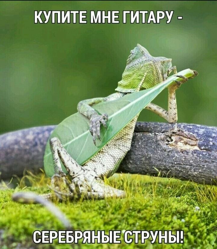 КУПИТЕ МНЕ ГИТАРУ и _ 1 _ _ О __СЕРЕБРЯНЕЫЕСТРдУНЫ