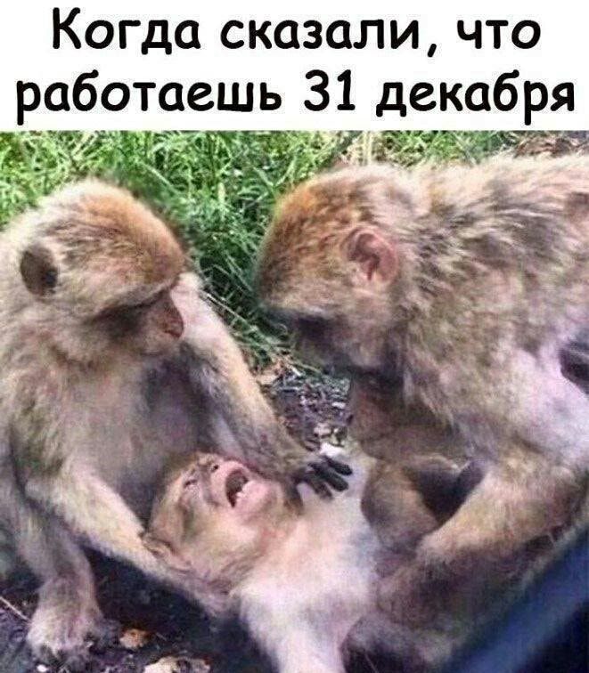 Когда сказали что работаешь 31 декабря
