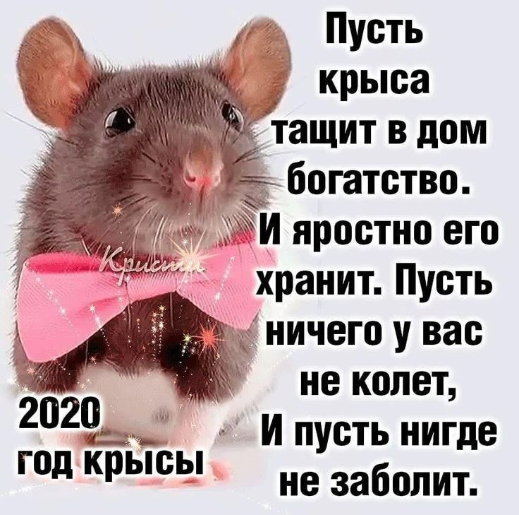 2020 ТЗъ год крысы _ 1 Пусть крыса не колет И пусть нигде не заболит