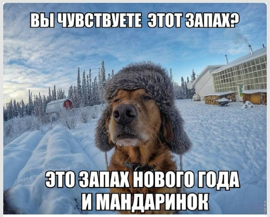 ВЫ ЧУВСТВУЕТЕ ЗПП ЗАПАХ ч т _с Э И 1 2 а і Эта здпдк нового голд и мднддгинон