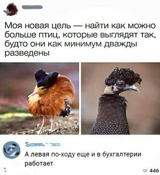 _ч в Моя новая цель найти как можно больше птиц которые выглядят так будто они как минимум дважды разведены А левая походу еще и в бухгалтерии работает 446