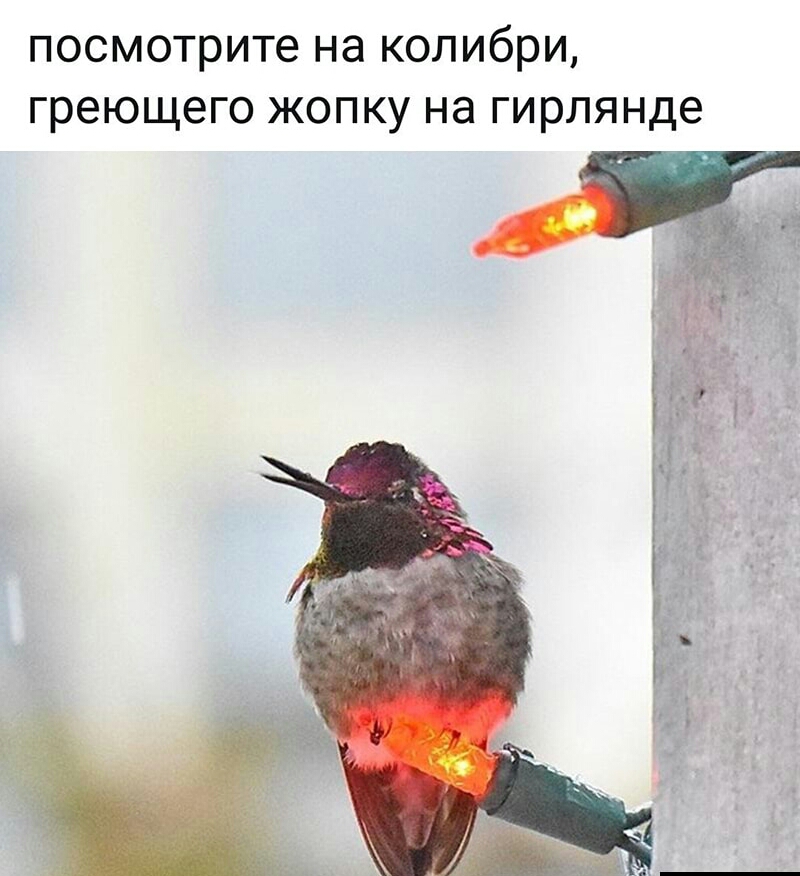 посмотрите на колибри греющего жопку на гирлянде