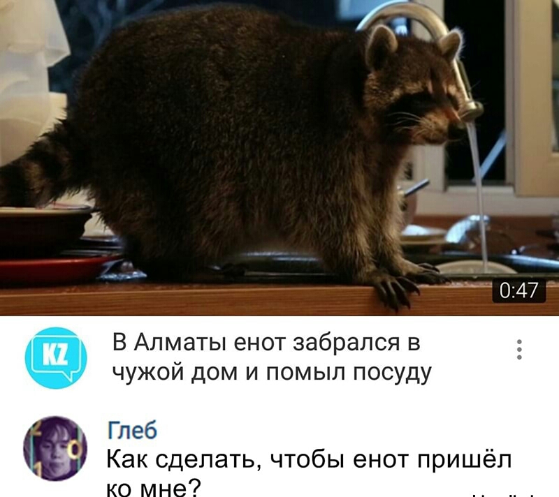 В Алматы енот забрался в чужой дом и помыл посуду Глеб Как сделать чтобы енот пришёл