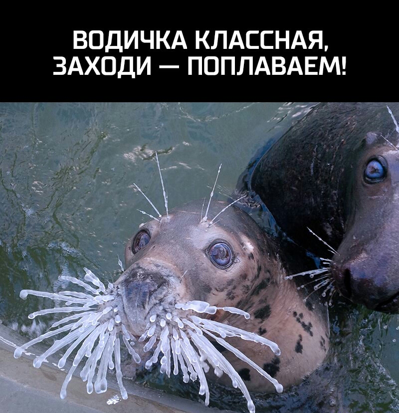 ВОДИЧКА КЛАССНАЯ ЗАХОДИ ПОПЛАВАЕМ