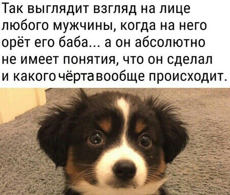 Так выглядит взгляд на лице любого мужчины когда на него орёт его баба а он абсолютно не имеет понятия что он сделал и какого чёртавообще происходит к