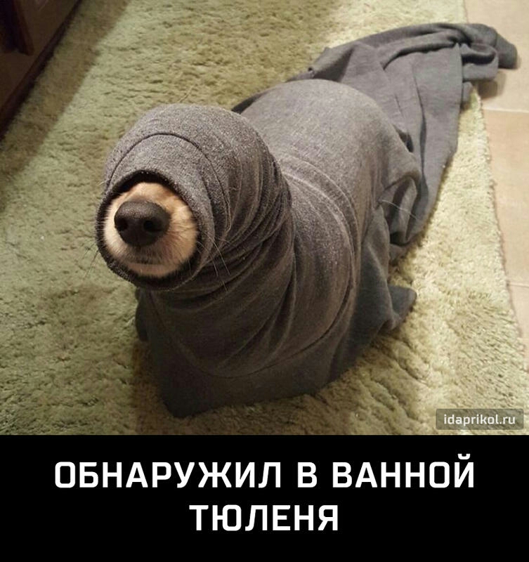 ОБНАРУЖИЛ В ВАННОЙ ТЮЛЕНЯ