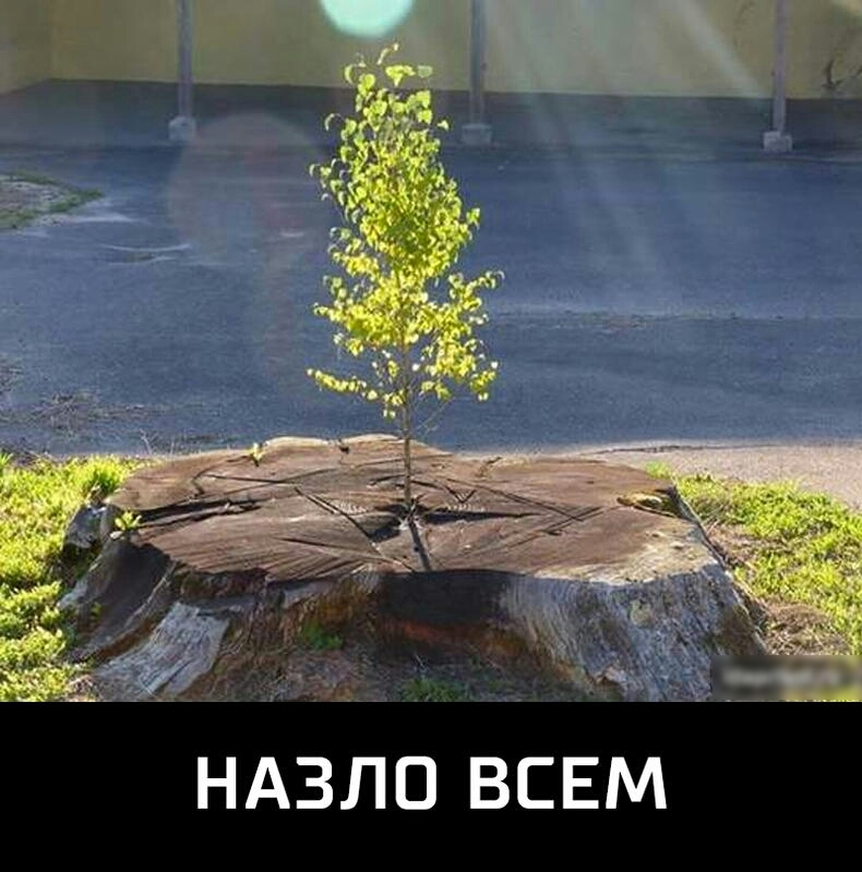 НАЗЛО ВСЕМ