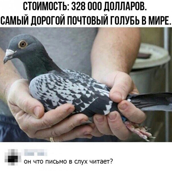 ВТПИМОСТЬ 328 000 ДОЛЛАРОВ САМЫЙ ДПРОГОЙ ПОЧТОВЫЙ ГОЛУБЬ В МИРЕ не ОН ЧТО ПИСЬМО Б СЛУХ читает