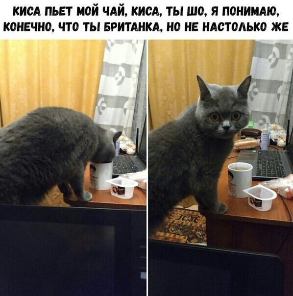 КИСА ПЬЕТ МОЙ ЧАЙ КИСА ТЫ ШО Я ПОНИМАЮ КОНЕЧРЮ ЧТО ТЫ БРИТАНКА НО НЕ НАСТОАЬКО ЖЕ