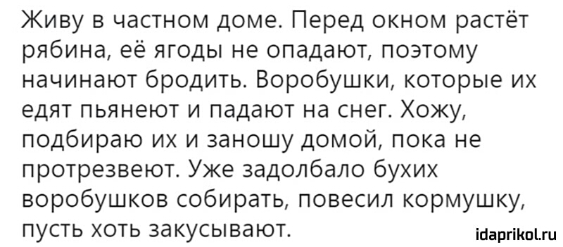 Живу в частном доме Перед окном растёт рябина её ягоды не опадают поэтому начинают бродить Воробушки которые их едят пьянеют и падают на снег Хожу подбираю их и заношу домой пока не протрезвеют Уже задолбало бухих воробушков собирать повесил кормушку пусть хоть закусывают мшты