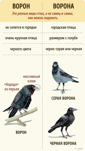 ВОРОН 1 ВОРОНА мтшіиннищиним можна 7 не садики в городах городская тица пцеиь крупная птица размерам и голуби чериию цвета черногсерая или черпая ыи клюв из перьев СЕРАЯ ВОРОНА ВОРОН ЧЕРНАЯ ВОРОНА