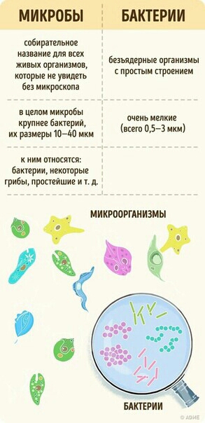 МИКРОБЫ шбирпшьип ізиии для в живых органами хитрые ие у ицггь Ен иикрщипп БАКТЕРИИ Екмлириы пргэииэиы прости армии Шин микробы Бікшрий их тигры юм мкм тень ники 05 3 ции и шиншил Бактрим нехитрые грибы пршадшие и у 11 уж иикрпорпиизиы