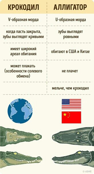 КРОКОдИЛ твари морда кагддпасшзікрыи убынытддткриными ииш широкии ареіп обитания мпжп лишь псобеииппи солевого пбиеиа АЛПИГАТОР и пбразиая шарда зубы инглиш рыии пбигаитп США и Киган ие ппдчп малые иш криками