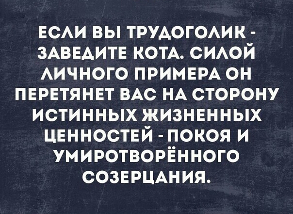 еси вы трудогоик ЗАВЕАИТЕ КОТА СИАОЙ АИЧНОГО примем он перетянет ВАс НА сторону истинных жизненных ценностей покоя и умиротворЁнного СОЗЕРЦАНИЯ