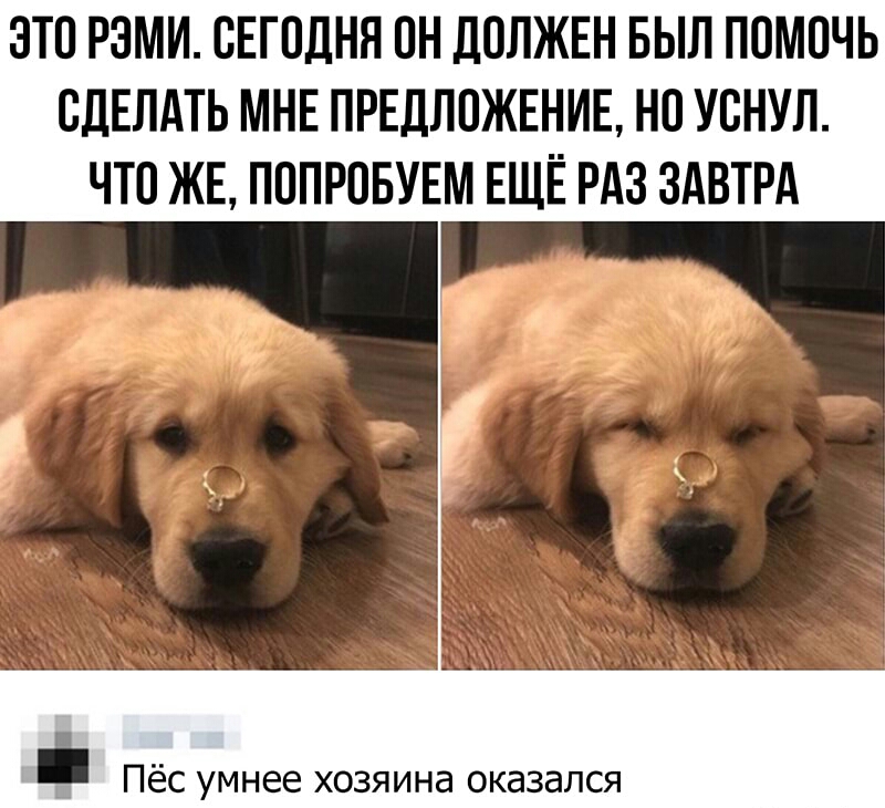 ЭТО РЗМИ СЕГОДНЯ ОН ЛОЛЖЕН БЫЛ ПОМОЧЬ СДЕЛАТЬ МНЕ ПРЕДЛОЖЕНИЕ НО УОНУЛ ЧТО ЖЕ ПОПРОБУЕМ ЕЩЁ РАЗ ЗАВТРА Пёс умнее хозяина оказался