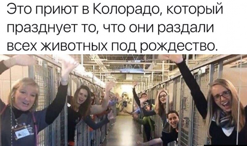 Это приют в Колорадо который празднует то что они раздали всех животных под рождество