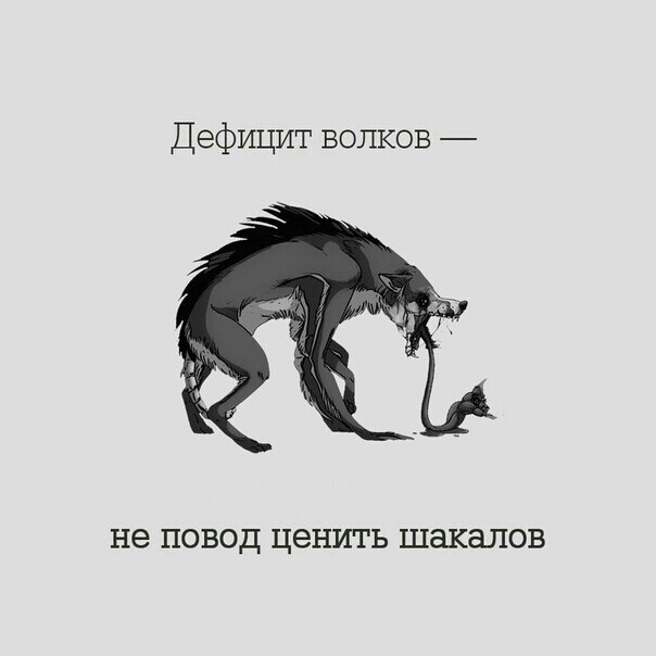 Дефицит волков не ПОВОД ценить шакалов