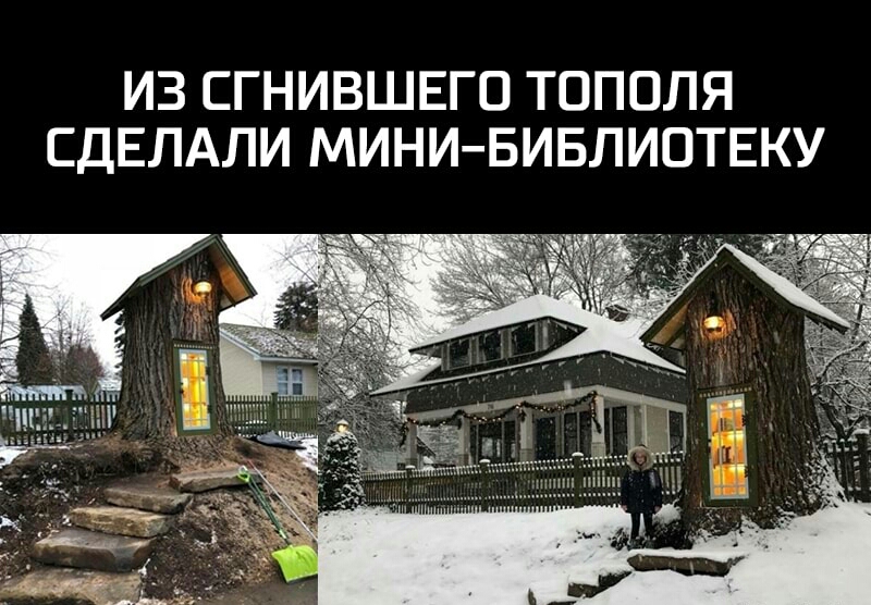 ИЗ СГНИВШЕГО ТОПОЛЯ СДЕЛАЛИ МИНИБИБЛИОТЕКУ