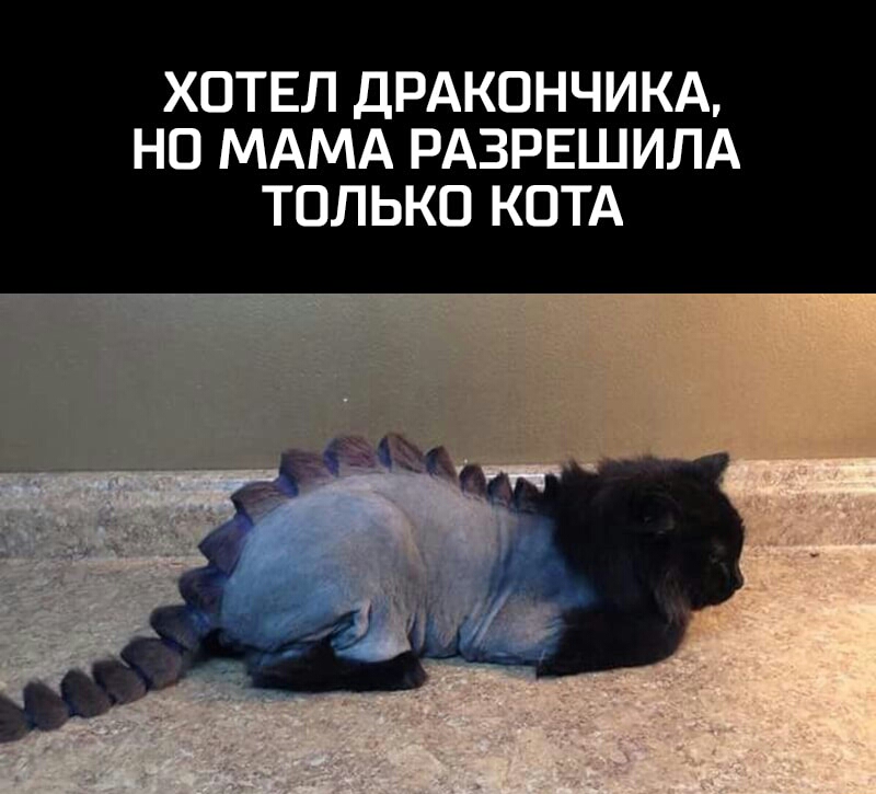 ХОТЕЛ ДРАКОНЧИКА НО МАМА РАЗРЕШИЛА ТОЛЬКО КОТА