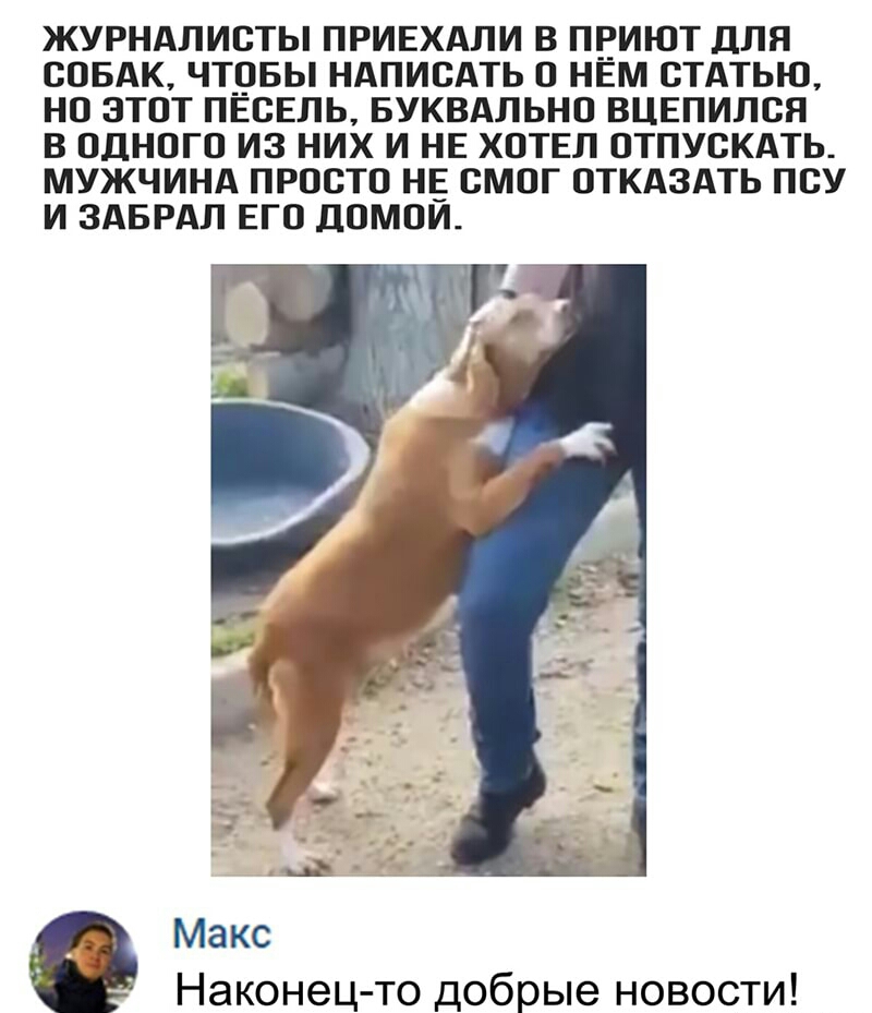 ЖУРНАЛИСТЫ ПРИЕХАЛИ В ПЕИЮТ ДЛЯ СОБАК ЧТОБЫ НАПИСАТЬ О НЕМ СТАТЬЮ НО ЗТОТ ПЕСЕЛЬ БУКВАПЬНО ВЦЕПИЛСЯ В ОДНОГО ИЗ НИХ И НЕ ХОТЕЛ ОТПУСКАТЬ МУЖЧИНА ПРОСТО НЕ СМОГ ОТКАЗАТЬ ПСУ И ЗАБРАЛ ЕГО ДОМОИ Макс Наконец то добрые новости