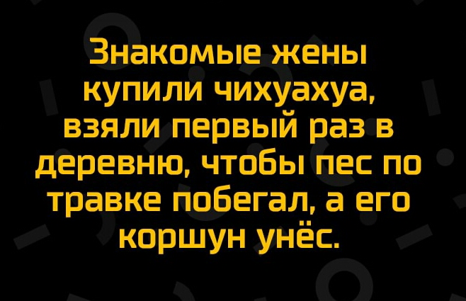 Зыэакомьпддшаы купили чихуахуа взяли первый раз в дёревню чтобы 11 по травке пцбегал а его коршун унёс