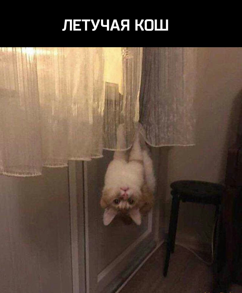 ЛЕТУЧАЯ КОШ г Ъ Г сч