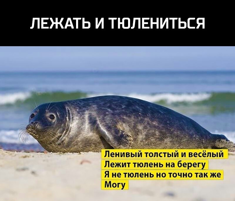 ЛЕЖАТЬ И ТЮЛЕНИТЬСЯ и в сёпый Лежит тюлень на берегу Я не тюлень но точно так же Могу