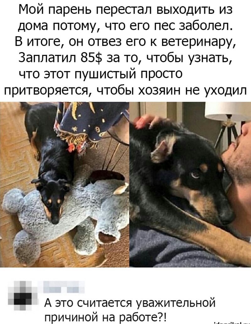 Мой парень перестал выходить из дома потому что его пес заболел В итоге он отвез его к ветеринару Заплатил 85 за то чтобы узнать что этот пушистый просто притворяется чтобы хозяин не ух0дил А это считается уважительной причиной на работе