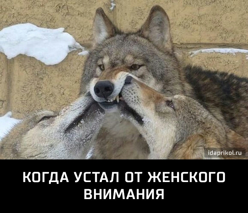КОГДА УСТАЛ ОТ ЖЕНСКОГО ВНИМАНИЯ