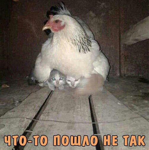 Што ШЕШ нг