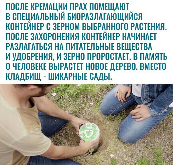 ПООЛЕ КРЕМАЦИИ ПРАХ ПОМЕЩАЮТ В СПЕЦИАЛЬНЫЙ БИОРАЗПАГАЮЩИЙОЯ КОНТЕИНЕР О ЗЕРНОМ ВЫБРАННОГО РАСТЕНИЯ ПОСЛЕ ЗАХОРОНЕНИЯ КОНТЕИНЕР НАЧИНАЕТ РАЗЛАГАТЬОЯ НА ПИТАТЕЛЬНЫЕ ВЕЩЕСТВА И УДОБРЕНИЯ И ЗЕРНО ПРОРООТАЕТ В ПАМЯТЬ О ЧЕЛОВЕКЕ ВЫРАОТЕТ НОВОЕ ДЕРЕВО ВМЕОТО КЛАДБИЩ ШИКАРНЫЕ ОА Ы