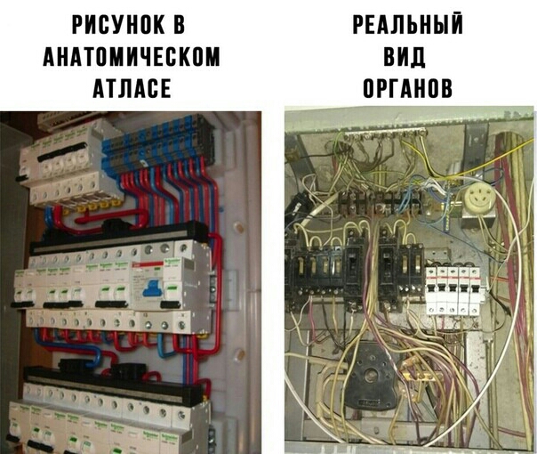 РИБУНПК В РЕАЛЬНЫЙ АНАТПИИЧЕБКПИ ВИД АТЛАБЕ ПРГМШВ