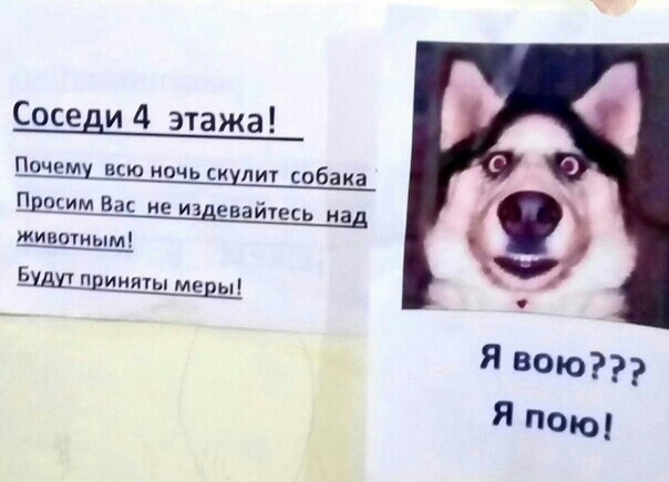 Соседи 4 этажа Почему всю ночь сихлит собака Пишим Вас ие издевайтесь над животным _5 п иияты ме ы я всю Я пою