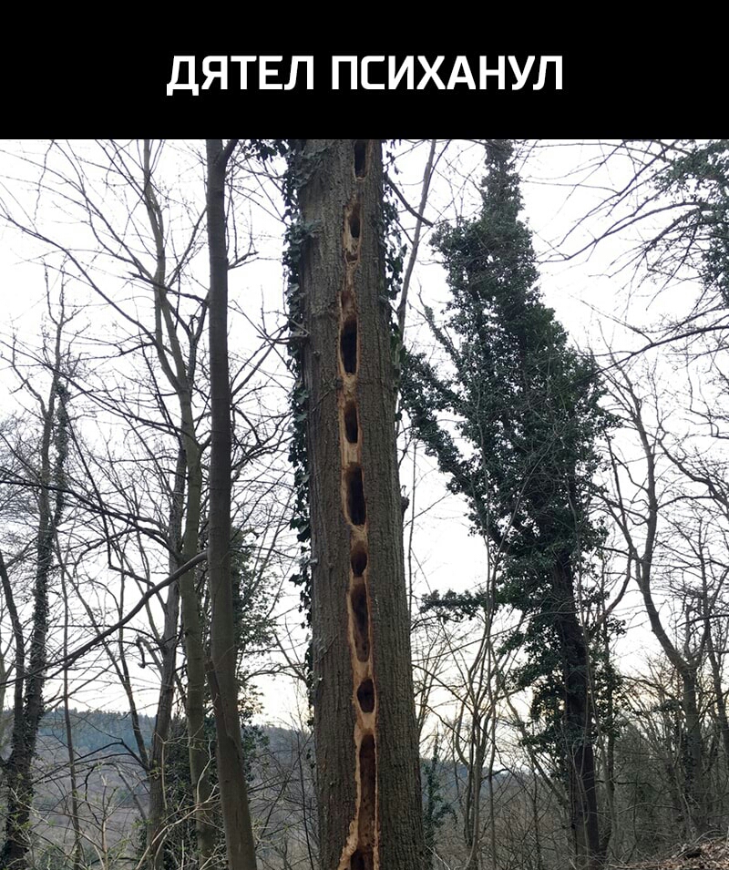 ДЯТЕЛ ПСИХАНУЛ
