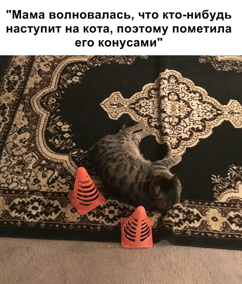 Мама волновалась что кто нибудь наступит на кота поэтому пометила его конусами