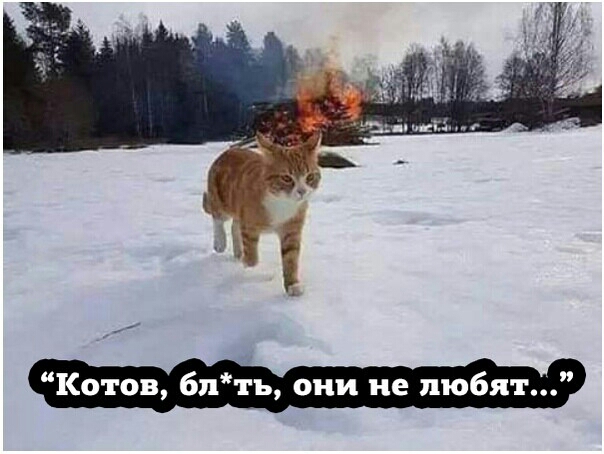 Котов 6пть они не любя