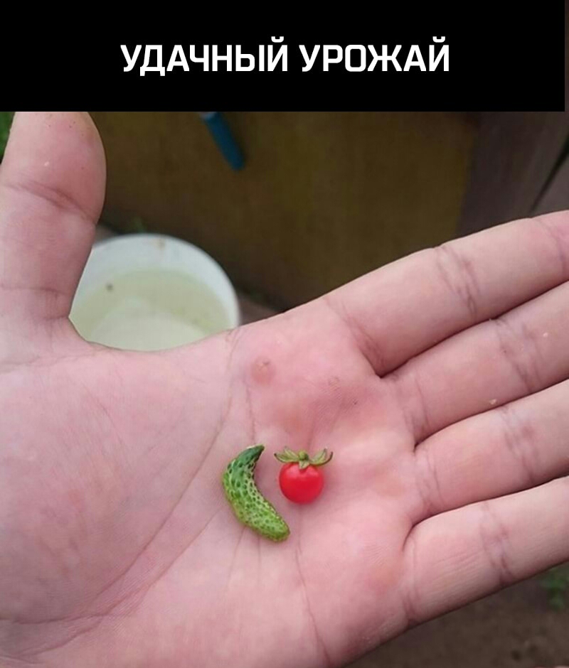 УДАЧНЫЙ УРОЖАЙ