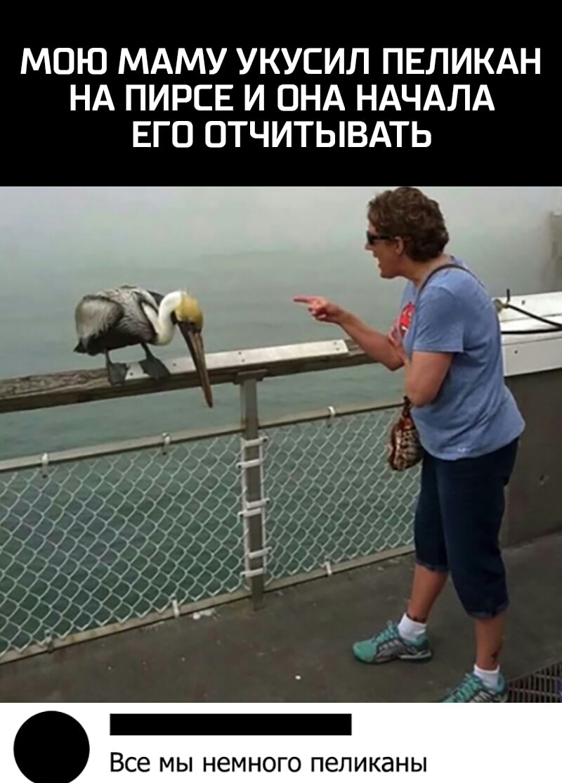 МОЮ МАМУ УКУСИЛ ПЕЛИКАН НА ПИРСЕ И ОНА НАЧАЛА ЕГО ОТЧИТЫВАТЬ и _ Все мы немного пеликаны