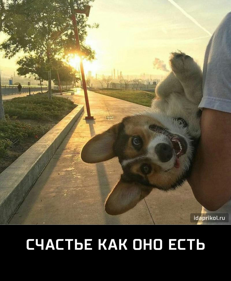 іпрргікшти СЧАСТЬЕ КАК ОНО ЕСТЬ