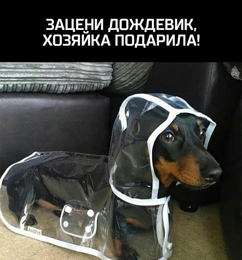 3АЦЕ_И ДОЖДЕВИК ХОЗЯИКА ПОДАРИЛА и 1 4 4 1