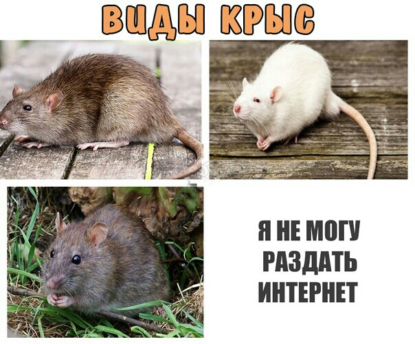 Я НЕ ШП РДЗДМЬ ИНТЕРНЕТ