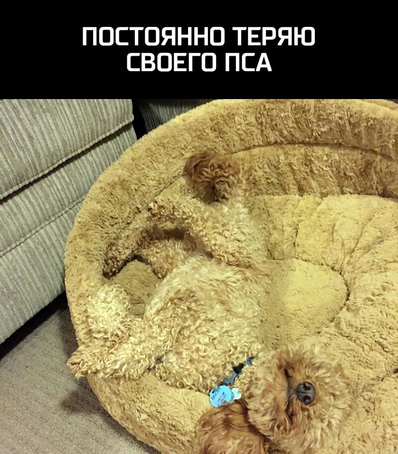 ПОСТОЯННО ТЕРЯЮ СВОЕГО ПСА