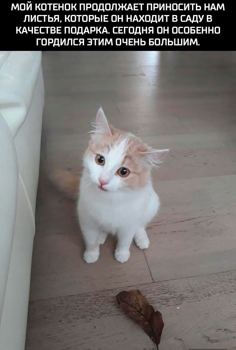 МОЙ КОТЕНОК ПРОДОЛЖАЕТ ПРИНОСИТЬ НАМ ЛИСТЬЯ КОТОРЫЕ ОН НАХОДИТ В САДУ В КАЧЕСТВЕ ПОДАРКА СЕГОДНЯ ОН ОСОБЕННО ГОРДИЛСЯ ЭТИМ ОЧЕНЬ БОЛЬШИМ